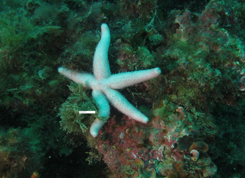 Echinaster sepositus a 4 braccia e una albina!